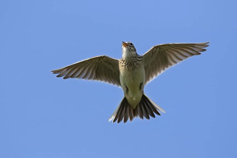 Eurasian skylark (Alauda arvensis) singing in flight against blue sky