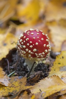 Fly agaric (Amanita muscaria), fly amanita early stage of mushroom emerging among fallen autumn