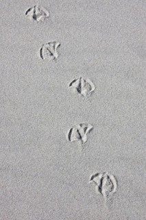 Footprints of gull in sea sand on the beach
