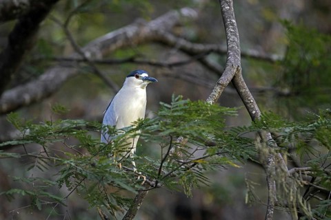 Black-crowned night heron (Nycticorax nycticorax), black-capped night heron perched in tree in the