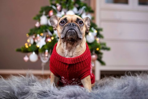 French Bulldog dog wearing a red knitted Christmas sweater sitting on fur blanket in front of pink