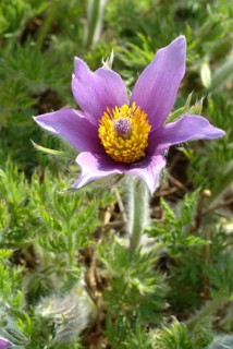 Common pasque flower (Pulsatilla) vulgaris, also known as common pasque flower, pasque flower or