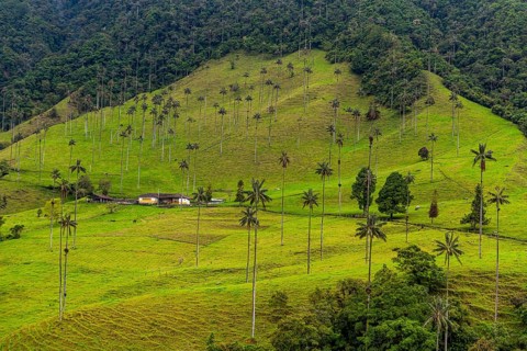 Wax palms largest palms in the world, Cocora valley, Unesco site coffee cultural landscape,