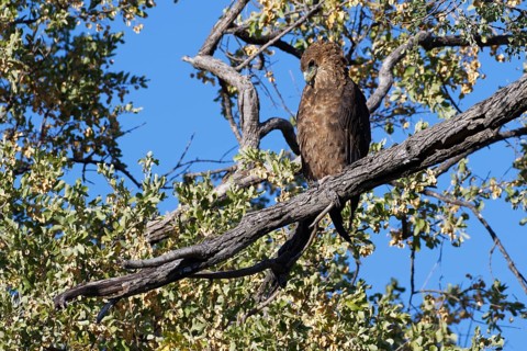 Bateleur eagle (Terathopius ecaudatus), immature, perched on a branch, Mahango Core Area, Bwabwata