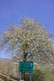 Flowering fruit tree and signpost on the path to the Earth Pyramids, Zone, Province of Brescia,