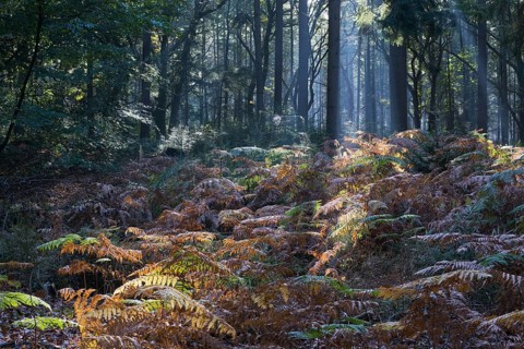 Bracken (Pteridium aquilinum) in common beech (Fagus sylvatica), Emsland, Lower Saxony, Germany,