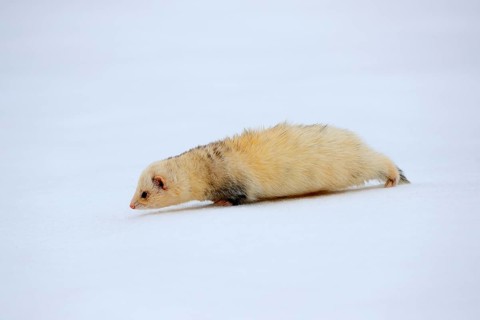 Ferret (Mustela putorius furo), adult, albino, in winter, in the snow, Bohemian Forest, Czech