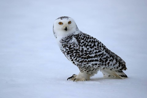 Snowy owl (Nyctea scandiaca), snowy owl, adult, alert, in the snow, foraging, in winter, Bohemian