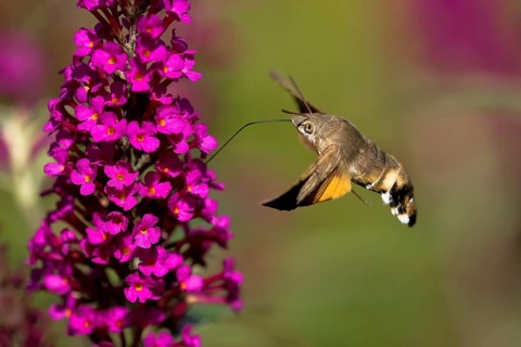 Hummingbird hawk-moth (Macroglossum stellatarum), flying, sucking nectar on flower of