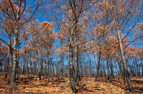 Burned Stone or Umbrella Pines (Pinus pinea) after a forest fire, Sierra Bermeja, Málaga Province,
