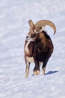 European mouflon (Ovis aries musimon) ram on a snowy meadow in the mountains in tirol, Kitzbühel,
