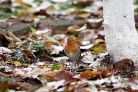 European robin (Erithacus rubecula), songbird, autumn, leaves, coloured, Germany, The plumage of