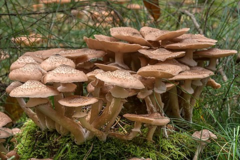 Blusher (Amanita rubescens) in mixed forest, Franconia, Bavaria, Germany, Europe