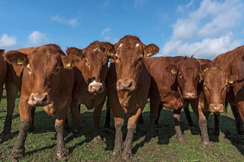 Buntscheck cows on pasture, Franconia, Bavaria, Germany, Europe