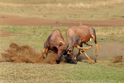 Fight between two Topi lei antelope bulls, Maasai Mara Game Reserve, Kenya, Africa