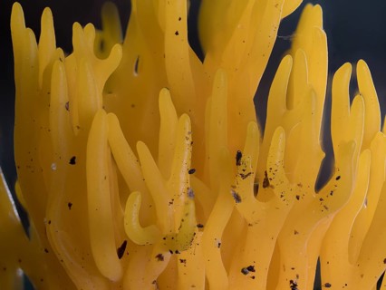 Golden yellow coral (Ramaria aurea) Structure of the fungus, North Rhine-Westphalia, Germany,