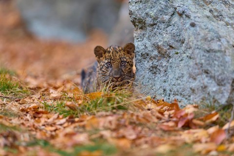 Indian leopard (Panthera pardus fusca), young animal in forest