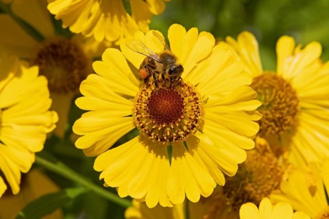 Bee collecting nectar on common sneezeweed (Helenium autumnale) flower, pollen, Lower Saxony,