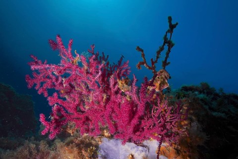 Violescent sea-whip (Paramuricea clavata) with open polyps in the Mediterranean near Hyères. Dive