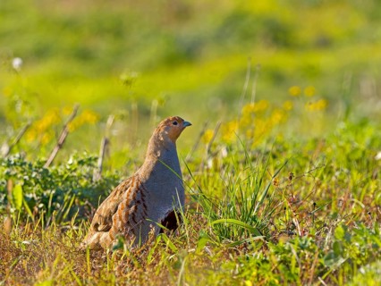 Gray partridge (Perdix perdix), on a fallow land, Solms, Hesse, Germany, Europe