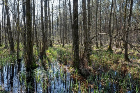 Alder scrub forest, black alders (Alnus glutinosa) in spring, Lower Saxony, Germany, Europe