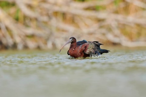 Glossy ibis (Plegadis falcinellus) cleaning its feathers in the water, Camargue, France, Europe