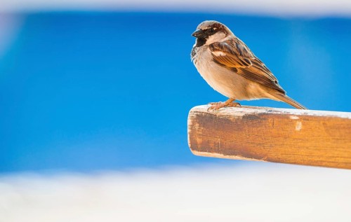 House sparrow (Passer domesticus) or sparrow or house sparrow, male, sitting on a wooden sun
