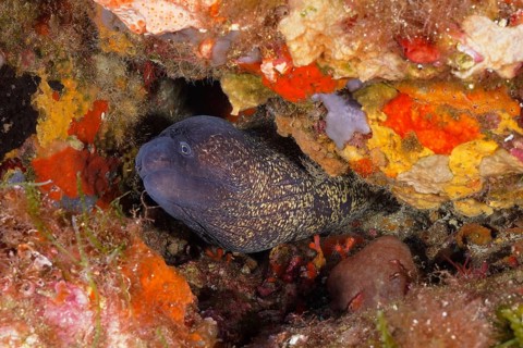 Mediterranean moray (Muraena helena) in the Mediterranean Sea near Hyères. Dive site marine reserve