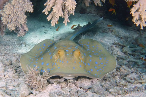 Bluespotted ribbontail ray (Taeniura lymma), House reef dive site, Mangrove Bay, El Quesir, Red
