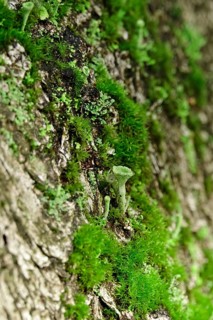 Cup lichen (Cladonia Fimbriata), forest, October, Saxony, Germany, Europe
