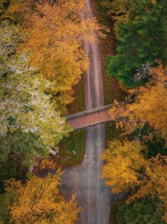 Aerial view bridge of the treetop walk in autumn forest, Sommerberg, Black Forest, Bad Wildbad,