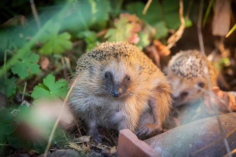 Hedgehog mother with young in the living environment of humans. A near-natural garden is a good