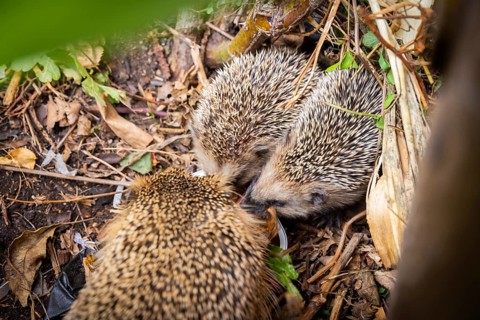 Hedgehog mother with young in the living environment of humans. A near-natural garden is a good