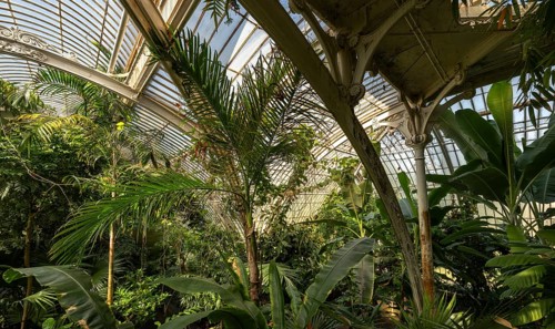 Tropical rainforest, Palm House, oldest Victorian greenhouse in the world, Royal Botanic Gardens,