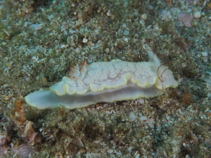 Star snail (Ardeadoris undaurum), Sodwana Bay National Park dive site, Maputaland Marine Reserve,