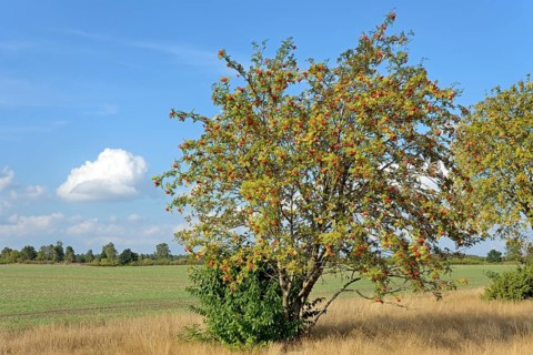 Heath landscape, typical vegetation, european rowan (Sorbus aucuparia) with red fruits at the edge