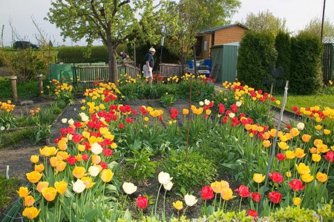The allotment garden, also known as Schrebergarten, Heimgarten, Familiengarten (esp. in