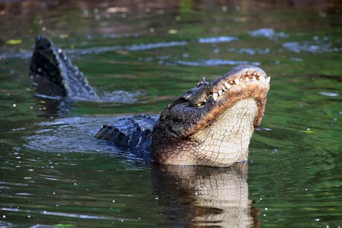 American alligator (Alligator mississippiensis), male, Florida, USA, North America