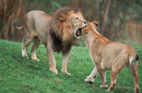 Lions (Panthera leo), pair