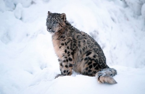 Snow Leopard (Panthera unica) (Unica unica), Schneeleopard, seitlich, side, Schnee