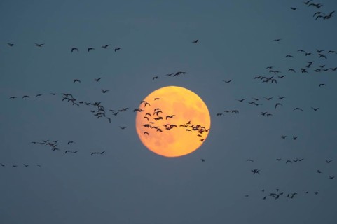Greylag Goose (Anser anser) l, autumn bird migration, flock of geese in front of ember moon,