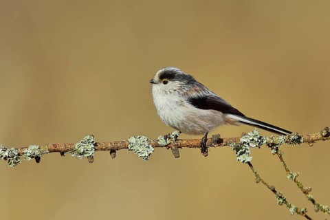 Long-tailed tit (Aegithalos caudatus), sitting on a branch covered with moss, North