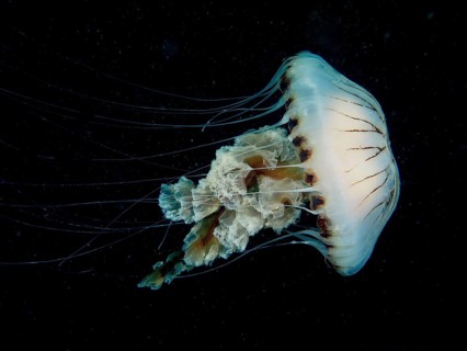 Compass jellyfish (Chrysaora hysoscella), dive site Renvyle, Co. Galway, Irish Sea, North Atlantic,