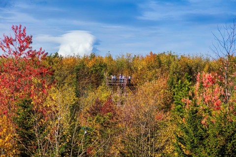 The Forest Botanical Garden Tharandt is an institution of the Technical University of Dresden and