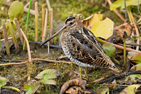 Common snipe (Gallinago gallinago), Switzerland, Europe