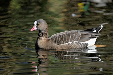 Lesser White-fronted Goose (Anser erythropus), captive, Switzerland, Europe