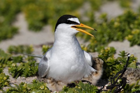 Little Tern (Sternula albifrons), adult bird hooting chicks, jumper being hooted, Lower Saxon