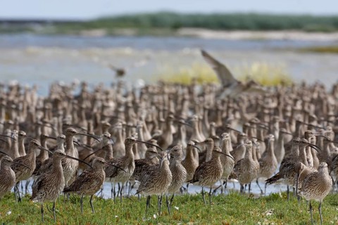 Eurasian curlew (Numenius arquata), resting troop on the mudflats during autumn migration off the
