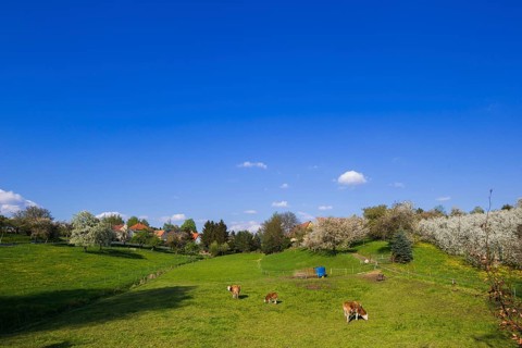 Blossoming apple orchards, cows in a pasture