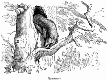 Pine marten, Hubertus hunting and hunting scenes, wild animals, tree, cave, branch, climbing, fur,